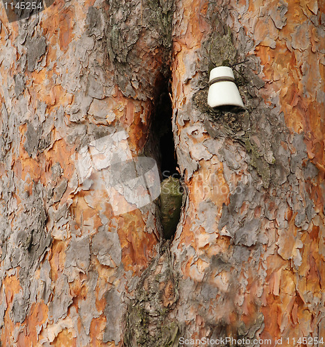 Image of Insulator on a pine tree.