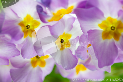 Image of Primula Flowers