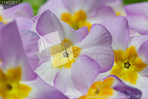 Image of Primula Flowers