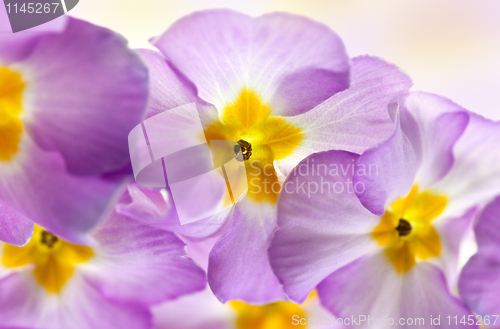 Image of Primula Flowers