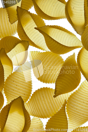 Image of Conchiglie