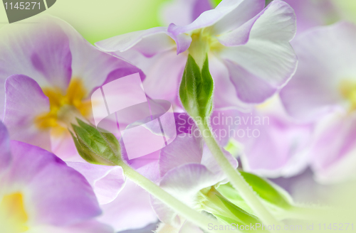 Image of Primula Flowers