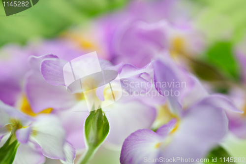 Image of Primula Flowers