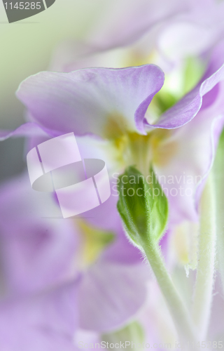 Image of Primula Flowers