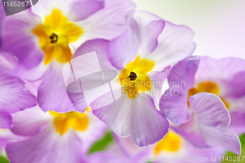 Image of Primula Flowers