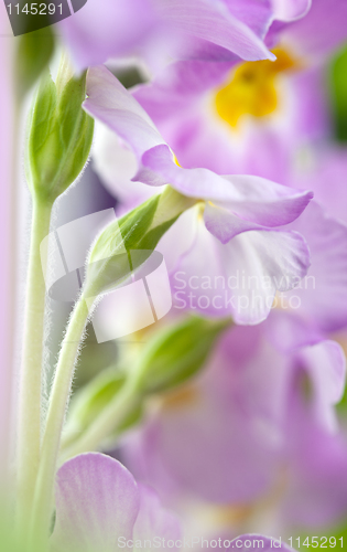 Image of Primula Flowers