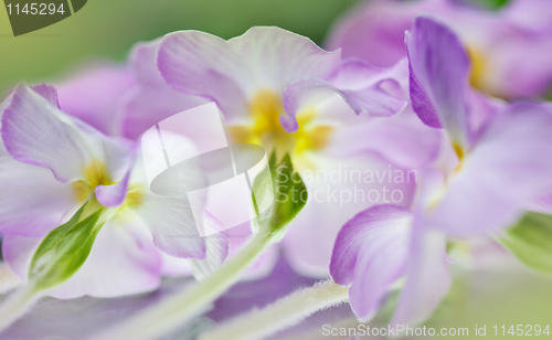 Image of Primula Flowers