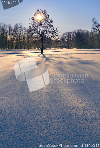 Image of Sunny winter morning