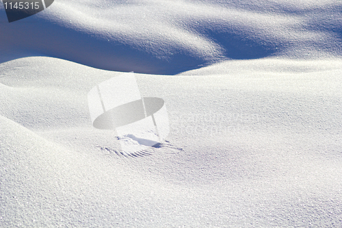 Image of Wing Traces On The Snow.