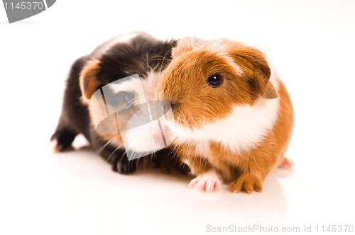 Image of baby guinea pigs