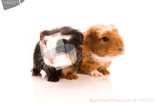 Image of baby guinea pigs