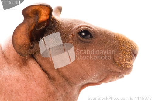 Image of skinny guinea pig