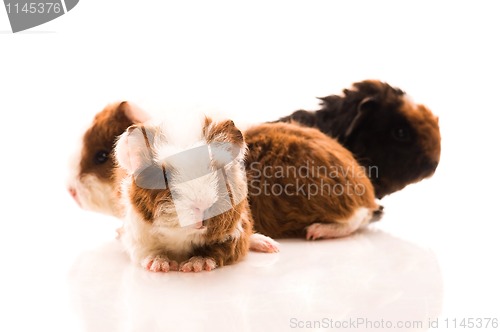 Image of baby guinea pigs