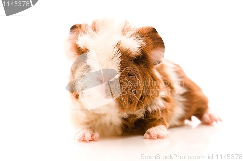 Image of baby guinea pig