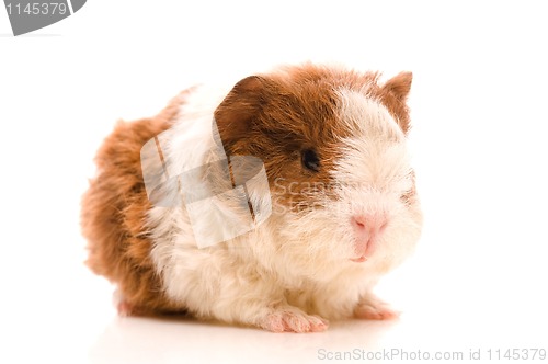 Image of baby guinea pig