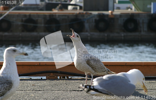 Image of Seagull Defense