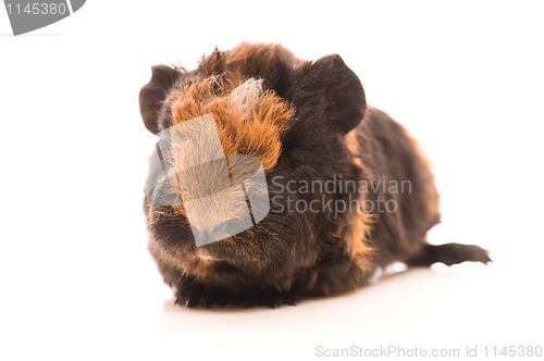 Image of baby guinea pig