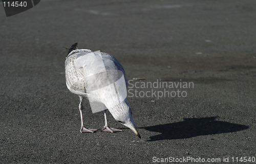 Image of Seagull Inspecting