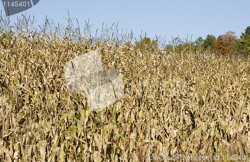 Image of ripe corn