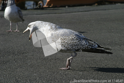 Image of Seagull Call