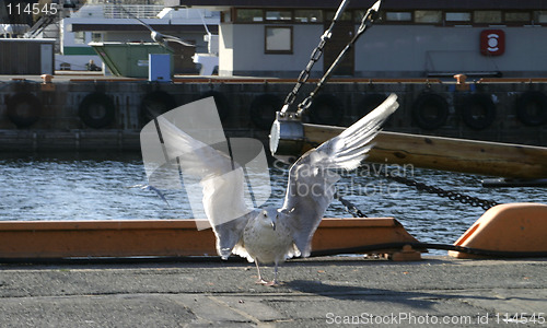 Image of Seagull Landing