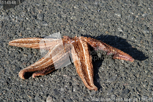 Image of Dead Starfish