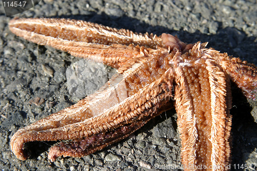 Image of Dead Starfish