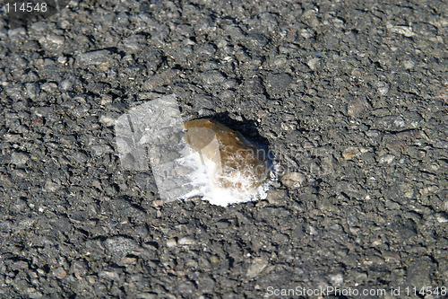 Image of Bird Poop