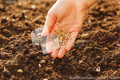 Image of Corn sowing by hand