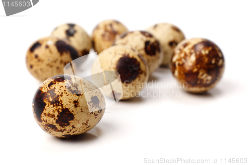 Image of Quail eggs