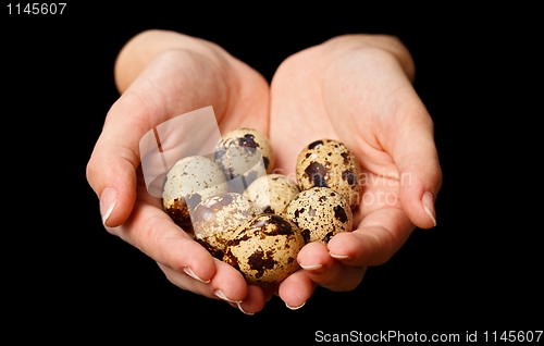 Image of Several quail eggs