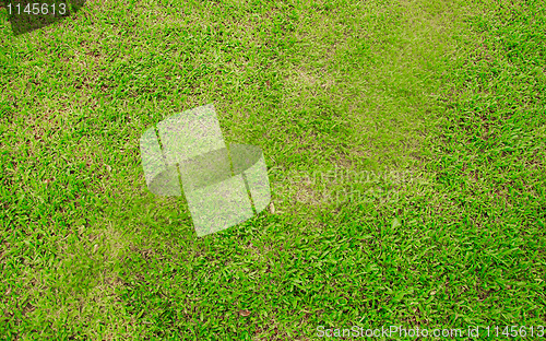 Image of green grass