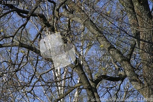 Image of Tree Branch Texture