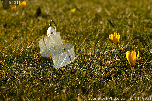 Image of Dorthea lily and crocus in the grass