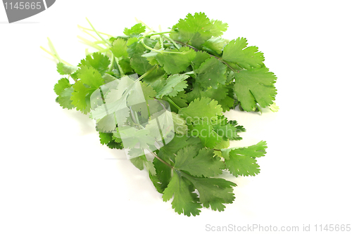 Image of Coriander