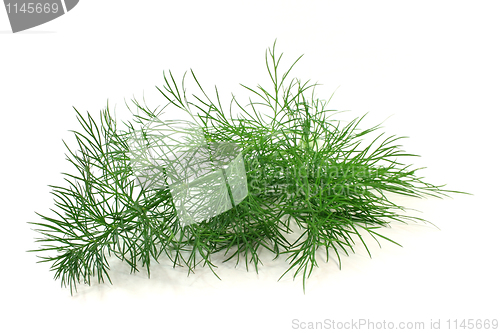 Image of Dill