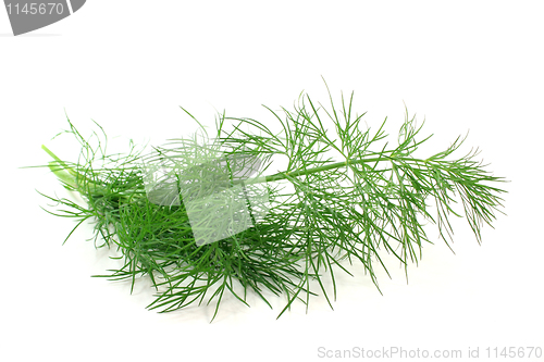 Image of Dill