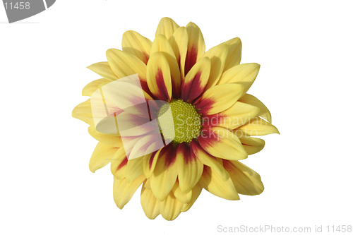 Image of Chrysanthemum