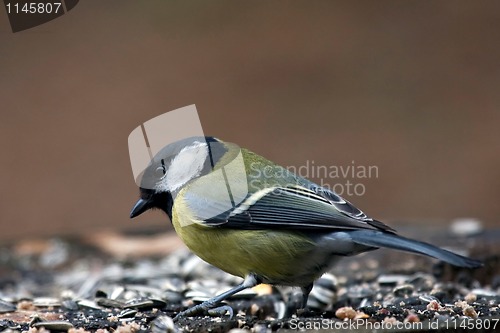 Image of Great tit