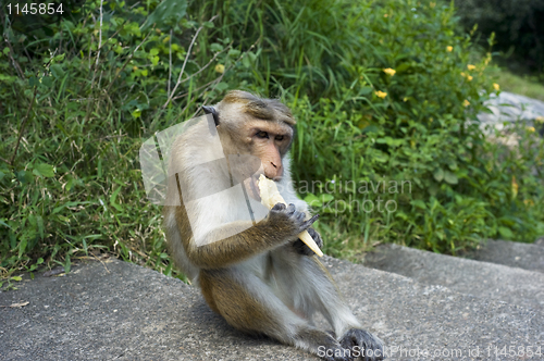 Image of Monkey