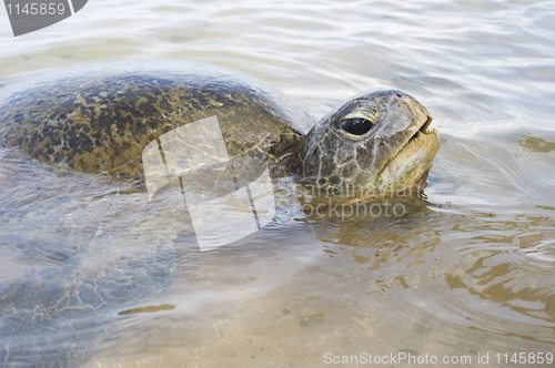 Image of Turtle