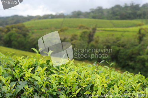 Image of Tea plantation