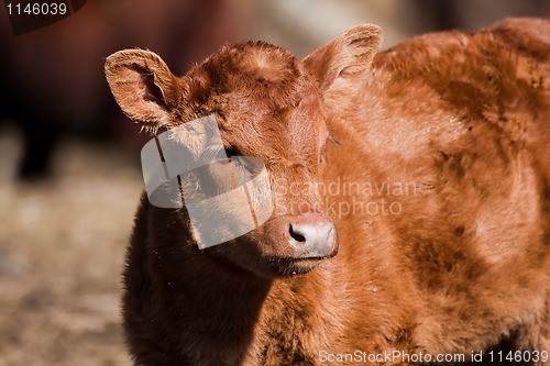 Image of Young calf