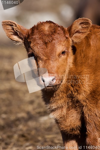 Image of Young calf