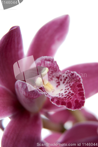 Image of Pink orchid flower close-up