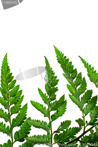 Image of Fern leaf 