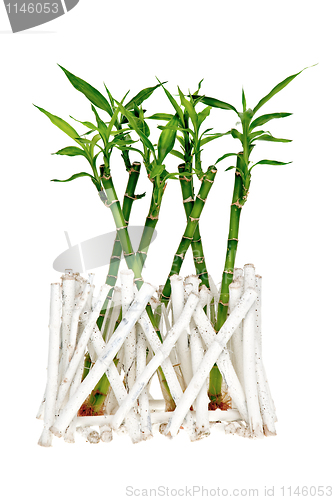 Image of Bamboo