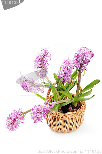 Image of hyacinth flowers