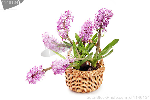 Image of hyacinth flowers