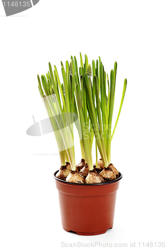 Image of muscari buds